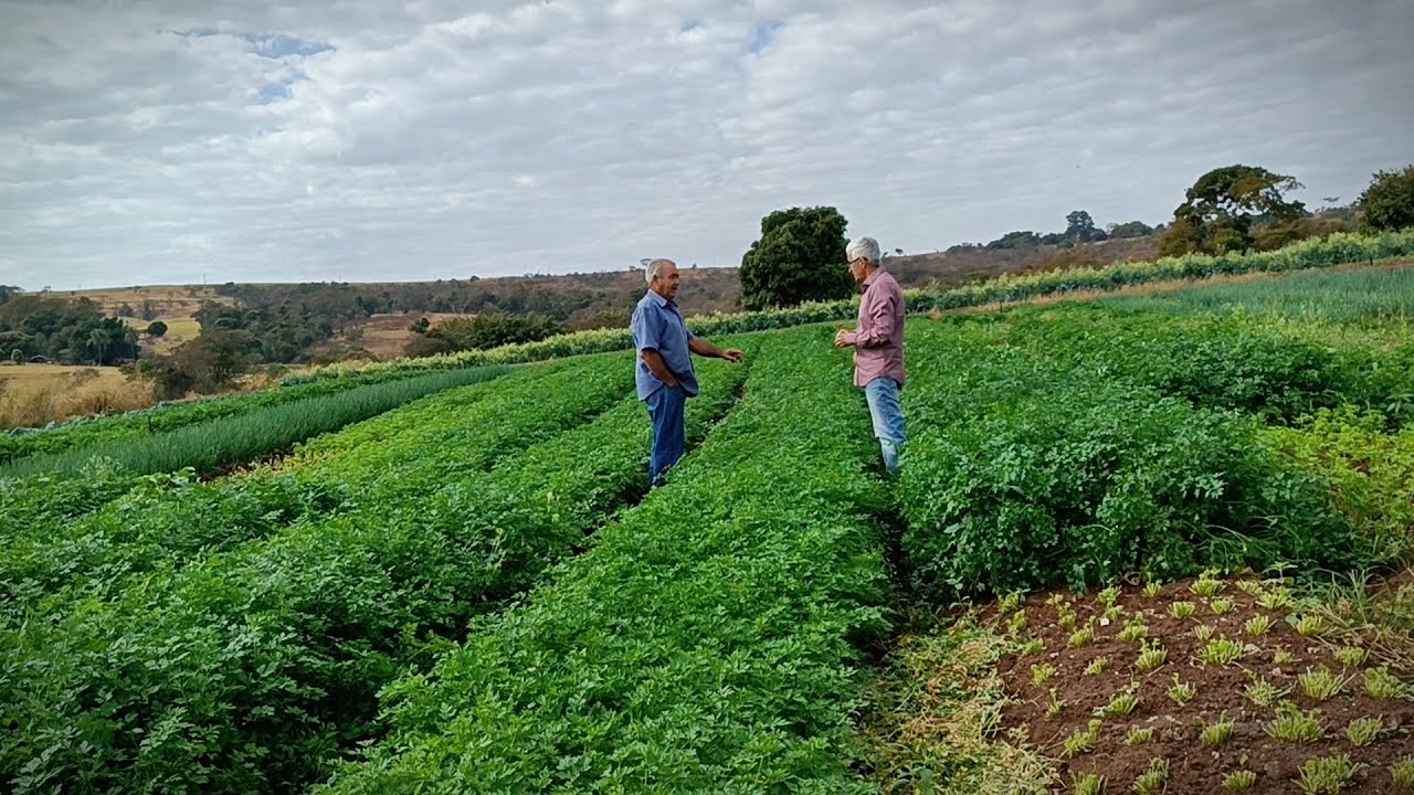 Plantação de verduras no sítio do “Guerra”, maravilhoso !