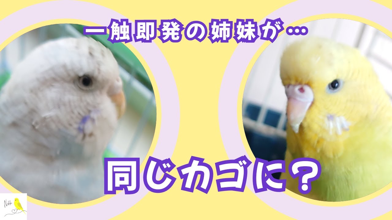 一触即発の姉妹が同じカゴに？！