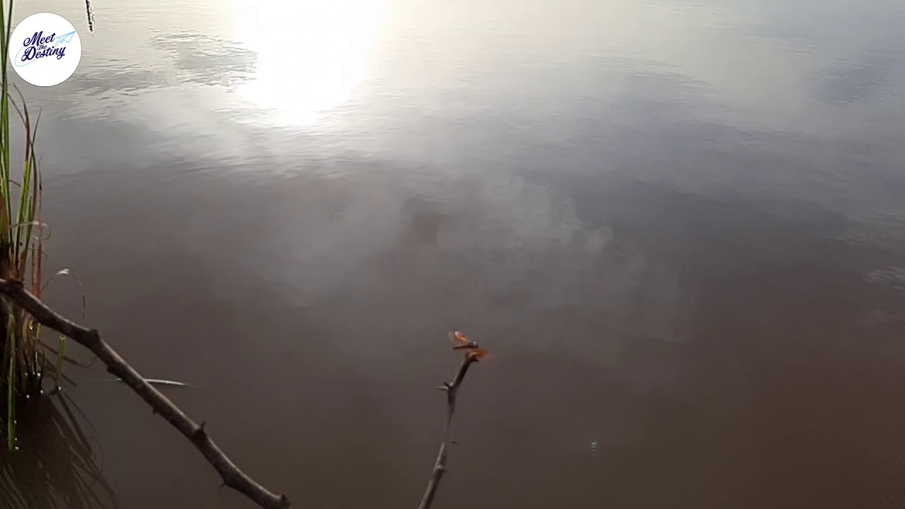 Dragonfly in Slow Motion | Beauty of the Nature 1