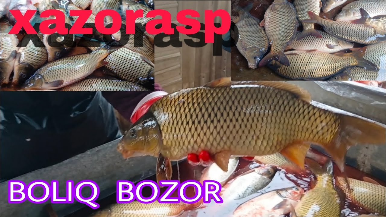 XAZORASP BOLIQ BOZOR NARXLARI