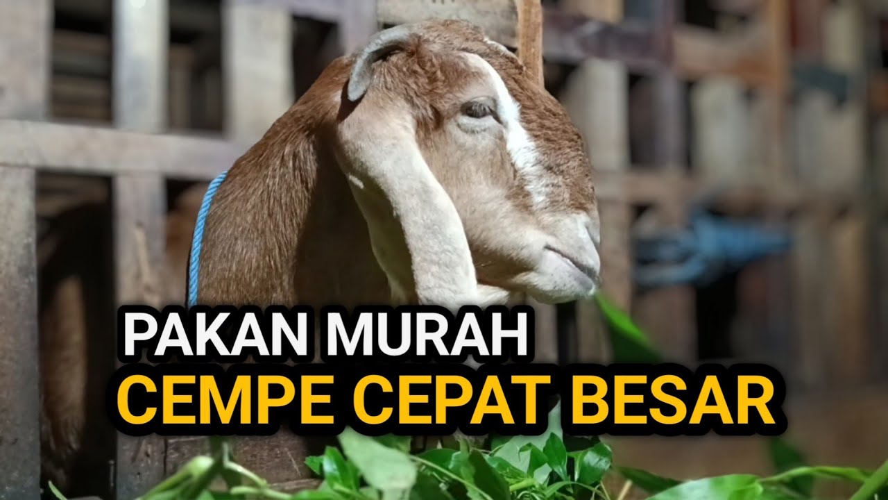 5 Pakan Cempe yang Murah Bikin Bobot Naik tapi Sering Diremehkan Peternak