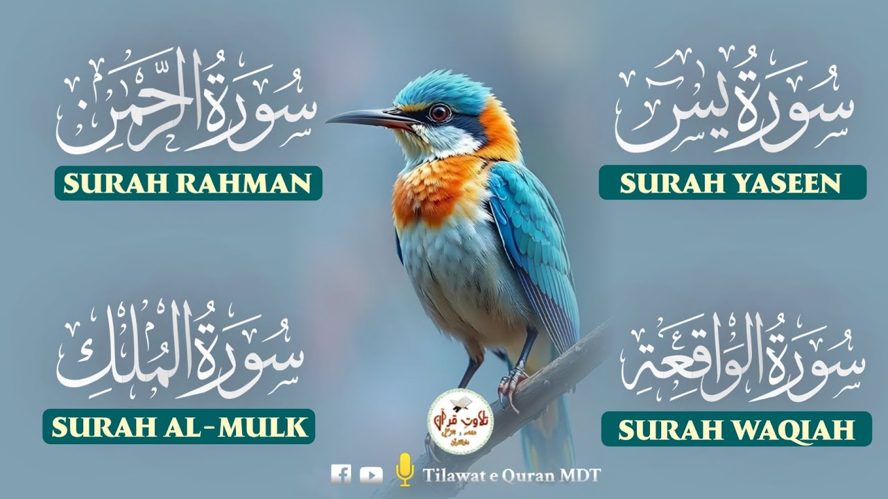 Divine Quran Recitation | Surah Waqiah, Rahman, Yasin & Mulk | الواقعة، الرحمن، يس، الملك
