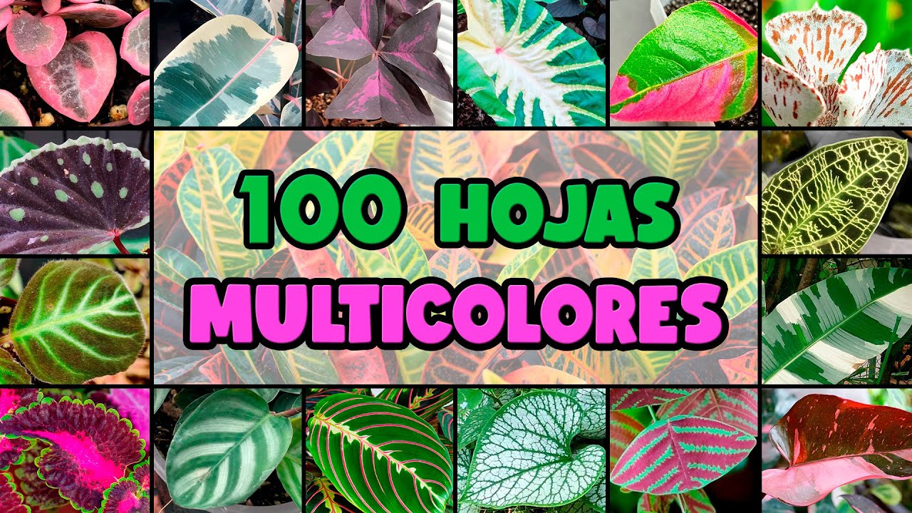 100 PLANTAS con HOJAS de MUCHOS COLORES