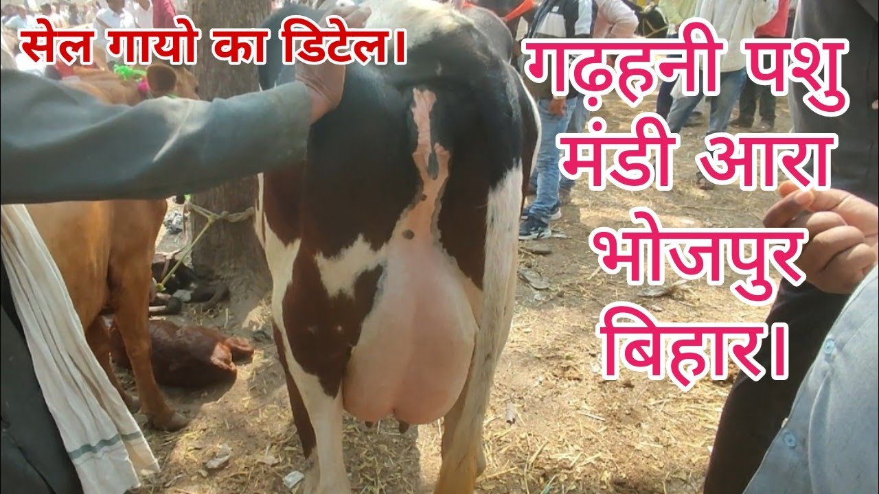 गढ़हनी पशु मंडी आरा भोजपुर बिहार।Gadhani Pashu Mandi Ara Bhojpur Bihar/@rashiddairyfarmbihar6133