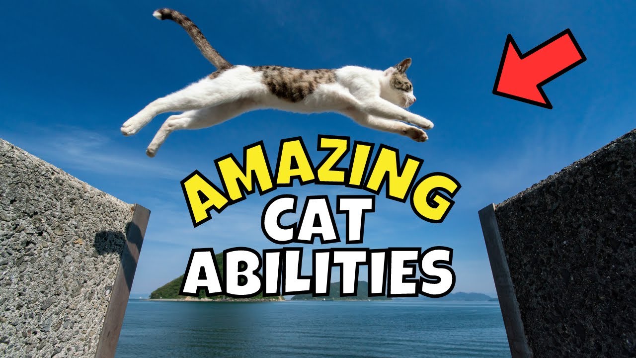 7 Amazing Cat Abilities That PROVE They Have Superpowers