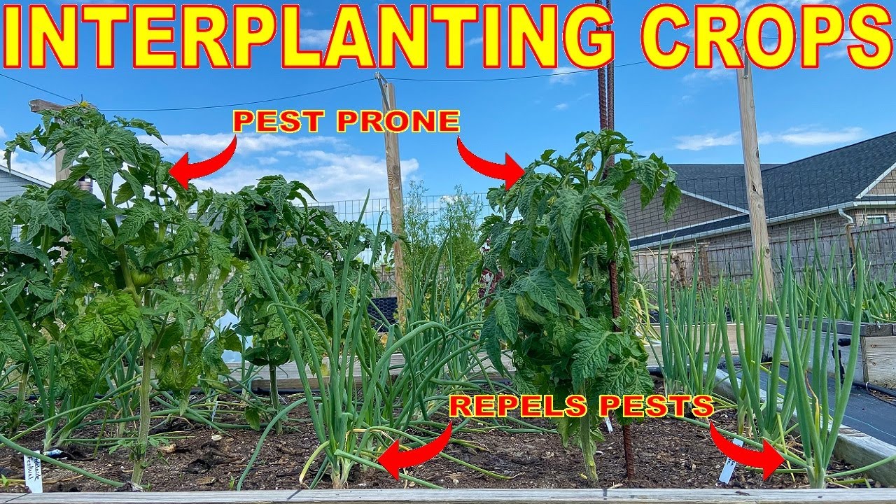 This BRILLIANT Technique Repels Pests From Your Garden! A Guide To Companion Planting