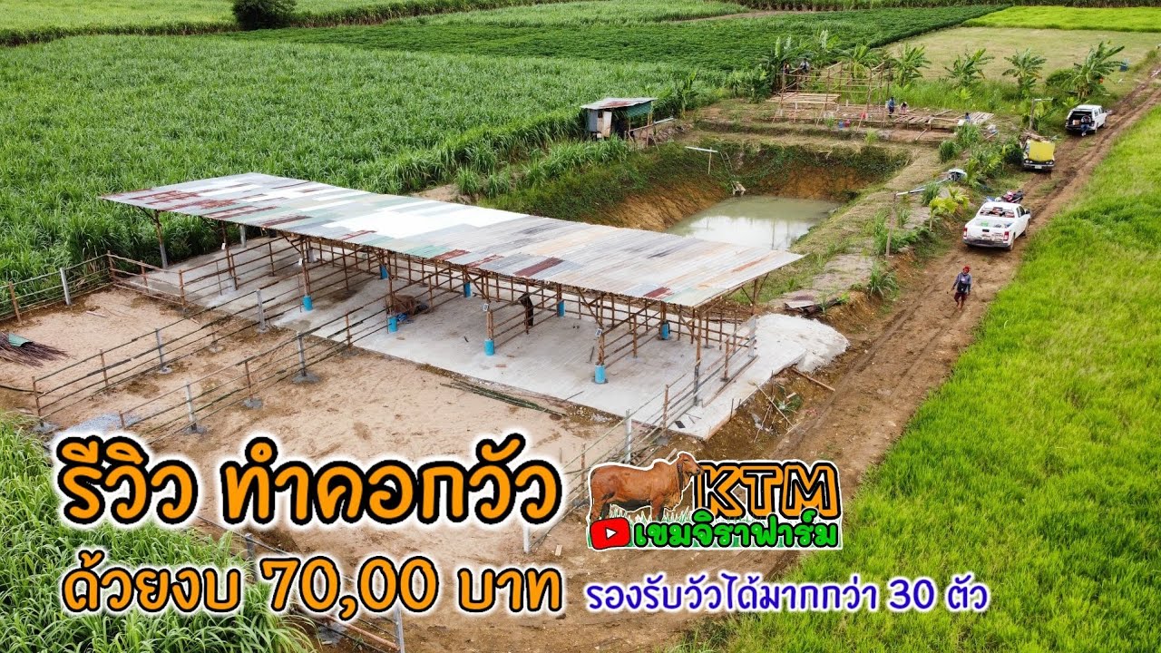 รีวิว #ทำคอกเลี้ยงวัว ด้วยงบ 70,000 บาท รองรับได้มากกว่า 30 ตัว #งบน้อย #คอกวัวบ้านๆ