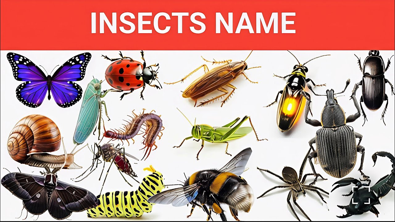 30 Insects Name in Hindi and English | 30 कीड़े-मकोड़ों के नाम | Kids Learning Video