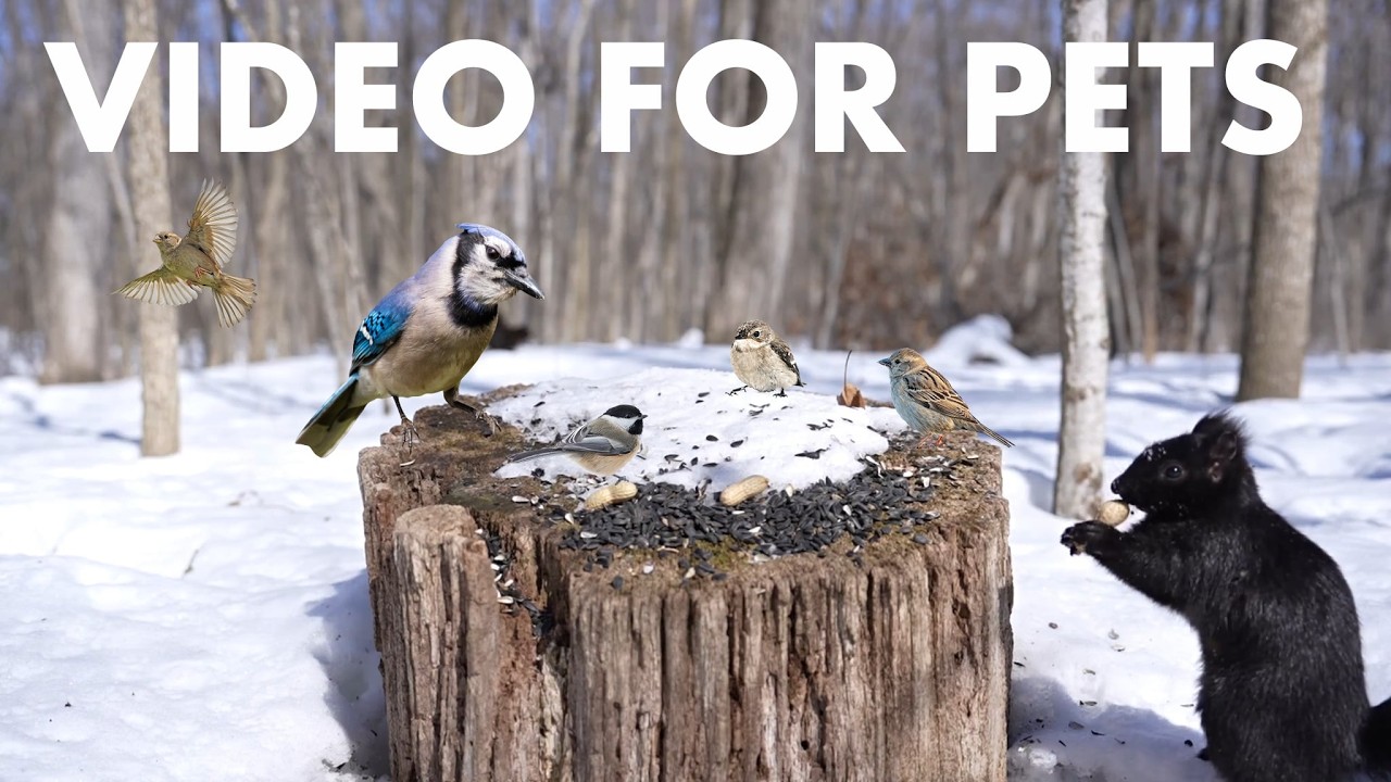 Cat TV for Pets to Watch 🐱 - Birds, Squirrels and Forest Friends in the Snow - Mar 04, 2026