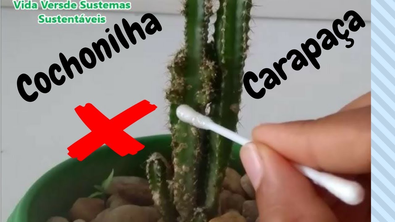 Cochonilhas de carapaça,como acabar!
