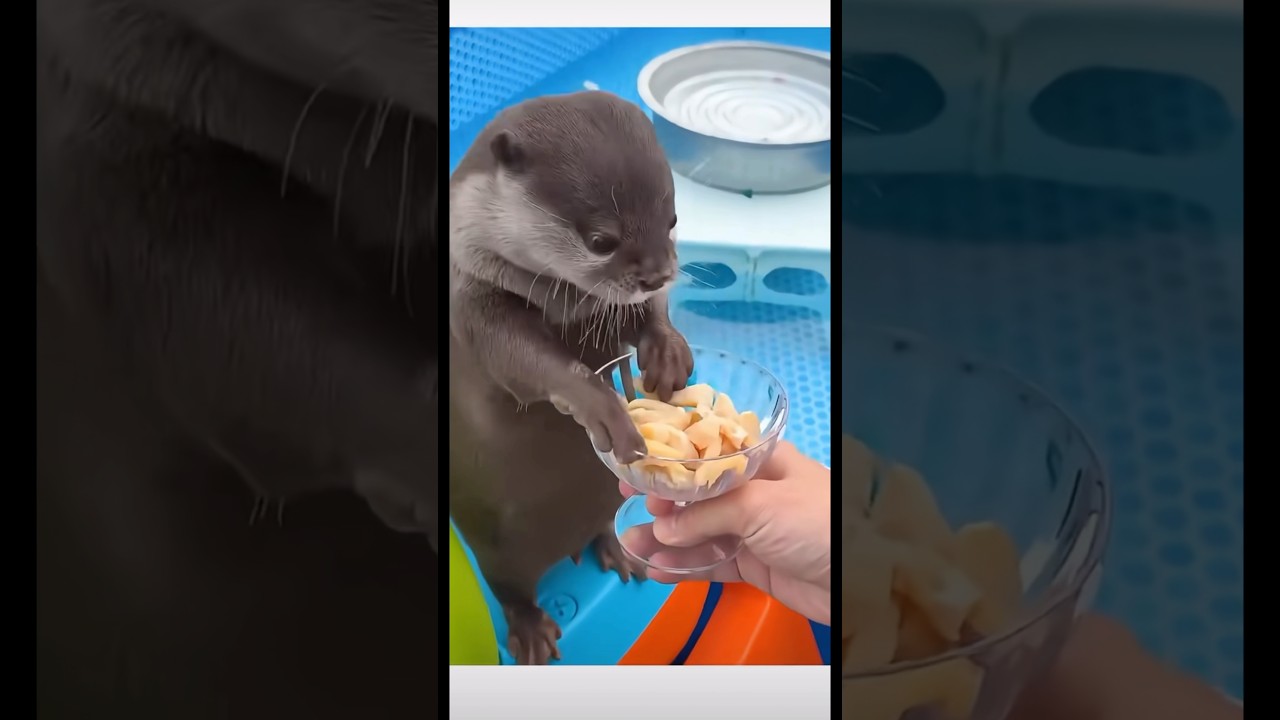 Today&rsquo;s food taster #otter #ottereat #foodtester #cutepets #petdaily