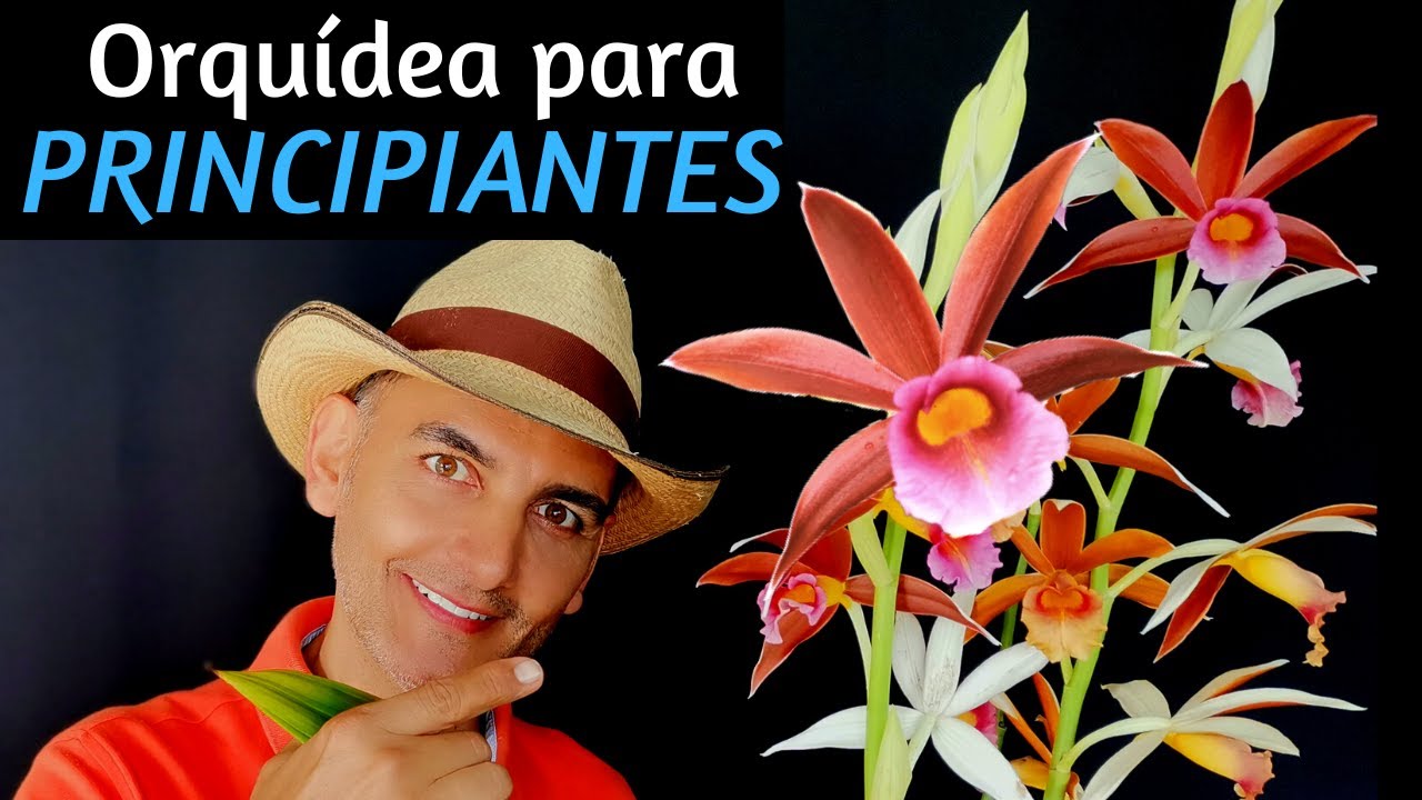 ORQUIDEA PARA PRINCIPIANTES | Orquídea fácil de cuidar | cuidados orquidea | como cuidar orquideas
