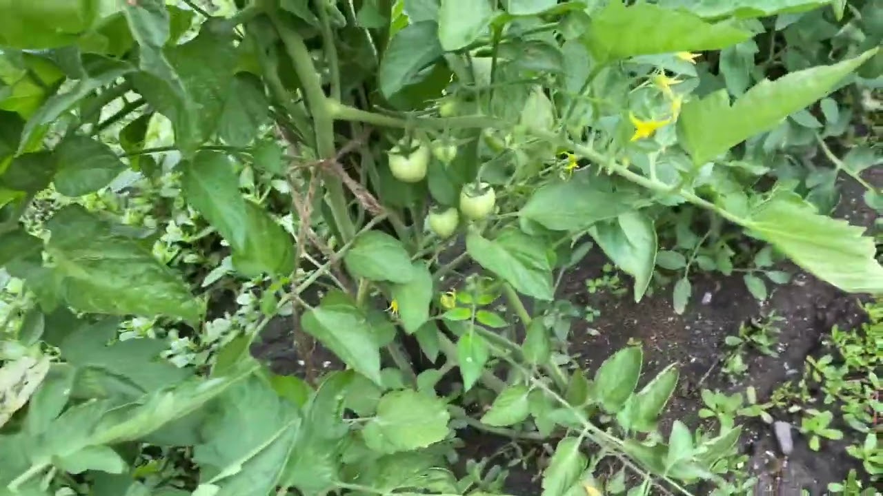 Грозы все лето #органическоеземледелие