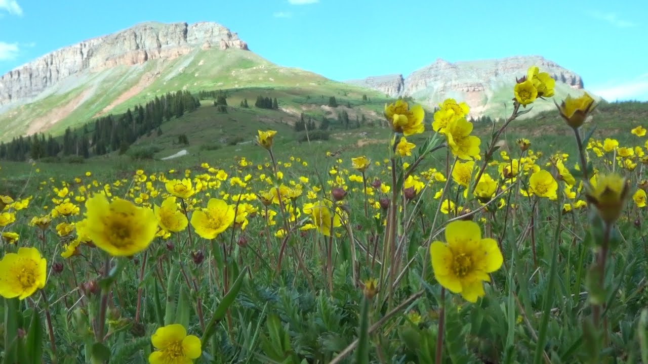 Little Molas Lake Hike On The Colorado Trail