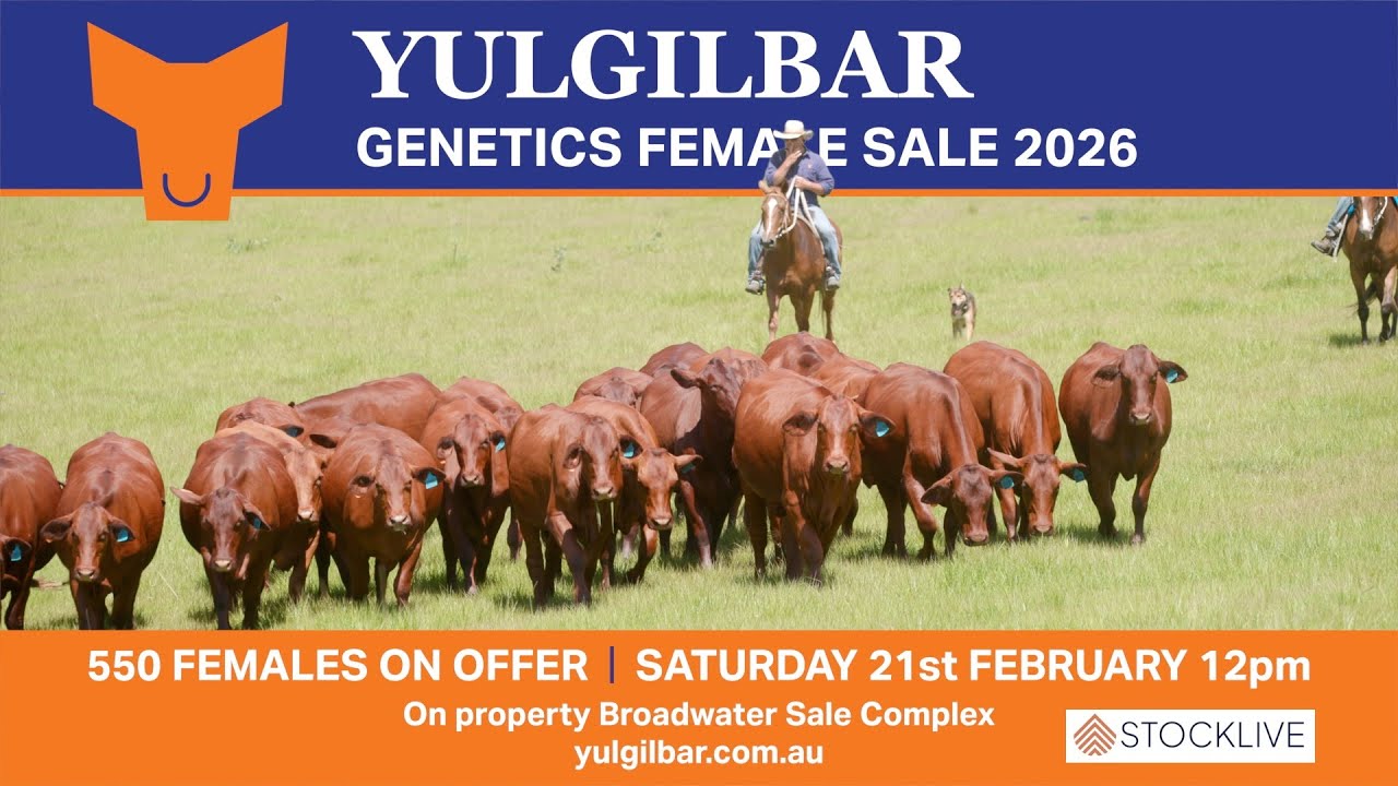 Yulgilbar - Genetics Female Sale 2026