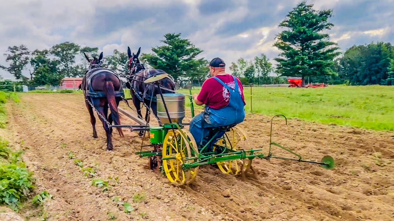 PLANTING sweet corn and peas with the MULES! #231 #garden #johndeere #mules #drafthorses