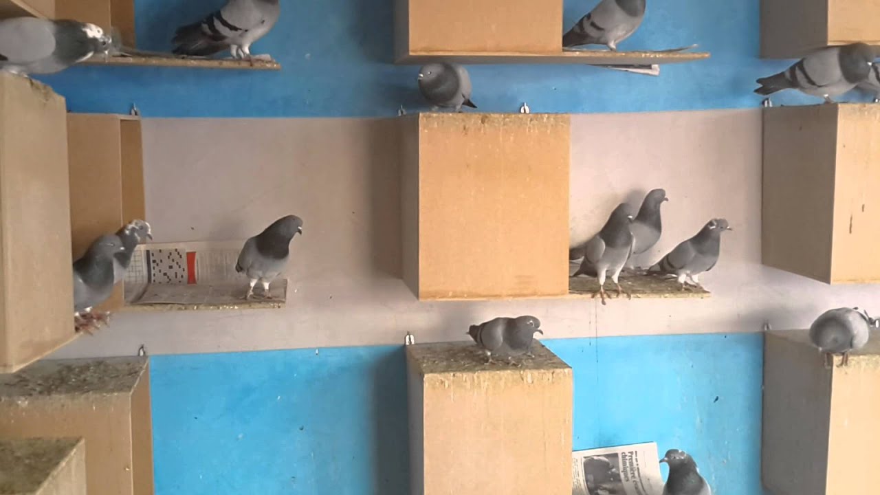 Pigeon لفعل daoudiate marrakech