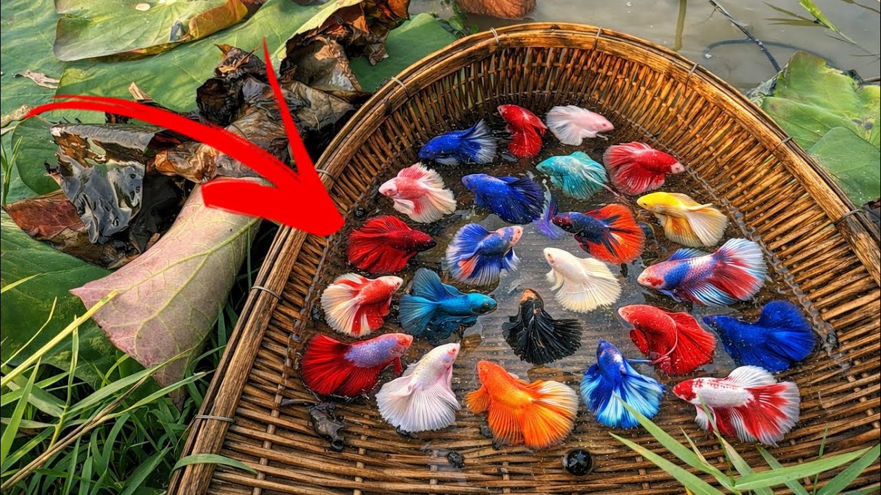 Ultimate Betta Fish Hunting – Unbelievable Wild Catch in Nature!