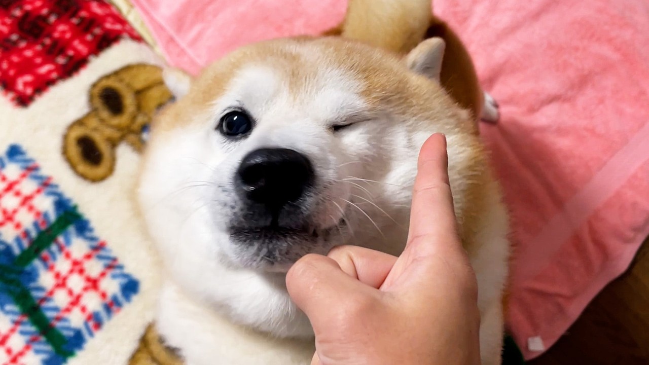 During the reunion, the excited Shibe was handled with one finger.