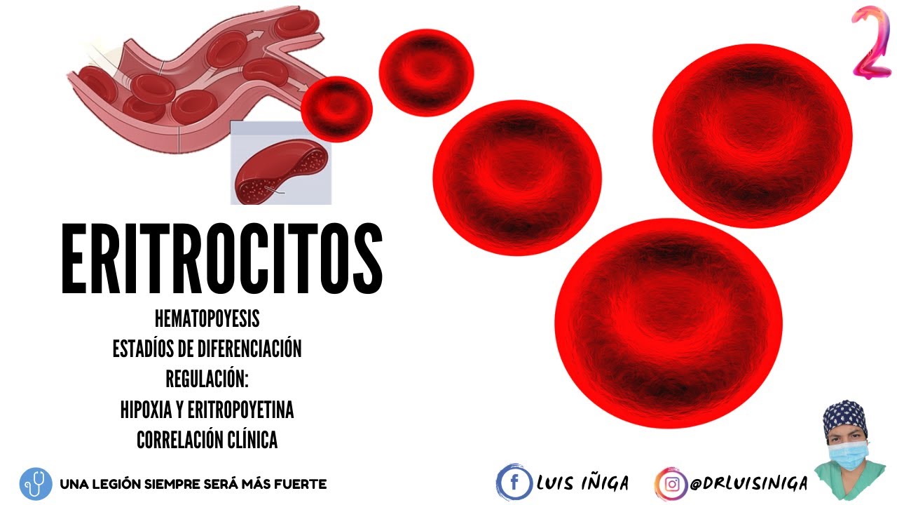 Fisiología: Eritrocitos | Eritropoyesis: Diferenciación-Regulación (Eritropoyetina-Hipoxia) | Pt.2