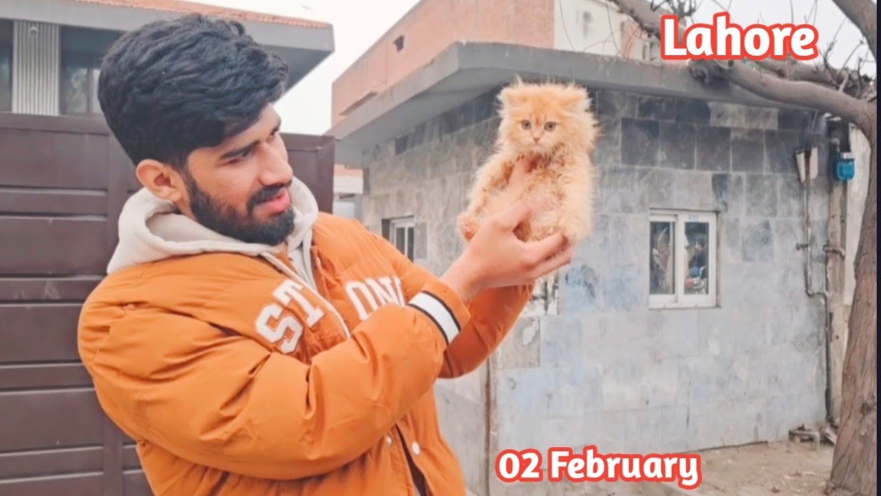 Cat market lahore | tollinton market lahore | lahore cat mandi | long coat kittens 