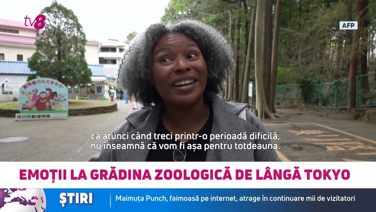Maimuța Punch, faimoasă pe internet, atrage în continuare mii de vizitatori