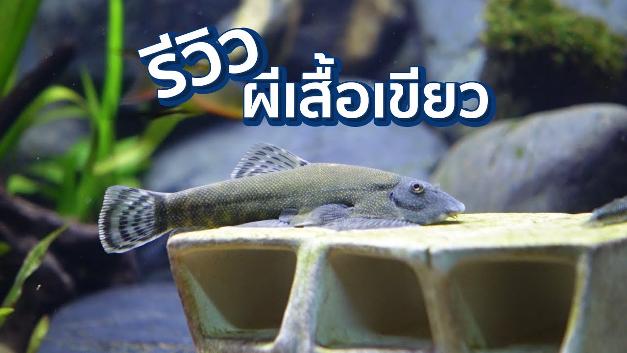 ปลาผีเสื้ออินโด Gastromyzon Lepidogaster ร้าน Atlas Aquatic จตุจักร!