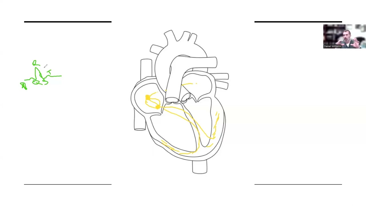 Electrical Circuit of the Heart