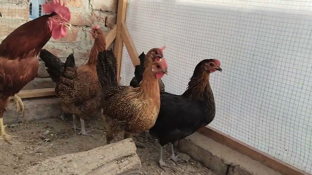 Misri Chicken 🍗 Ande wali Margi #chicken #Egg #foryou 