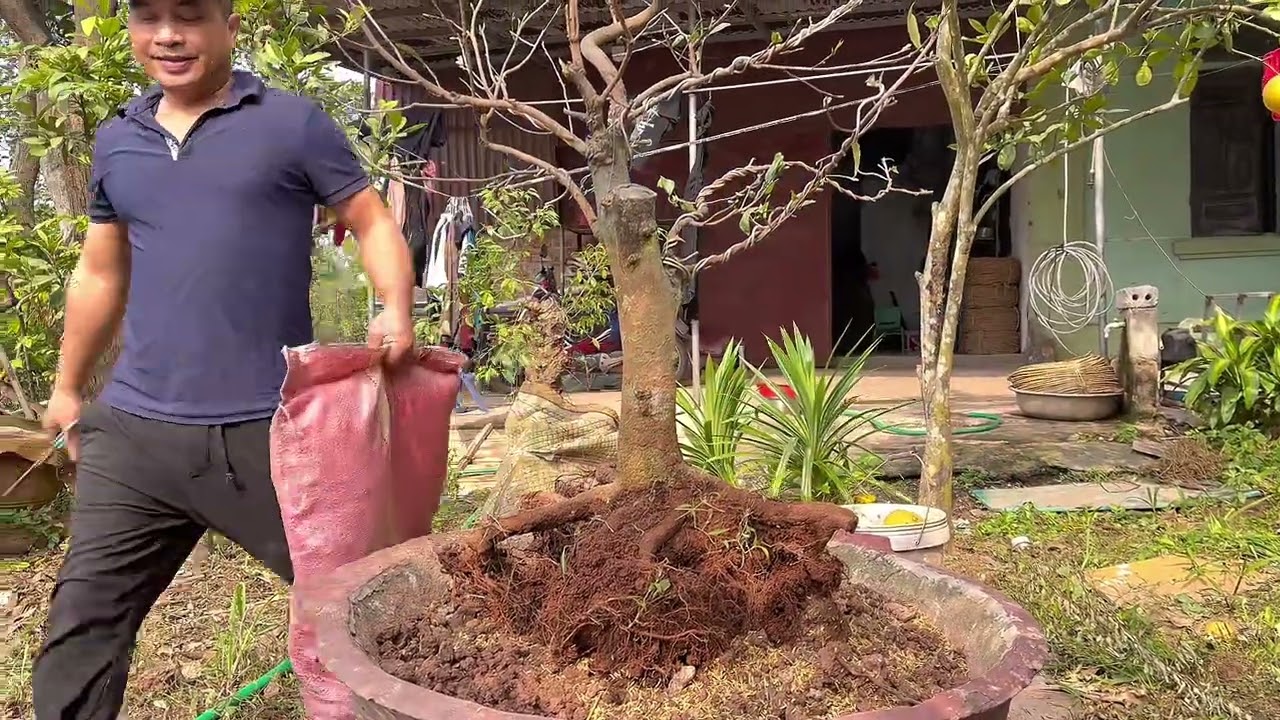 Bên gốc mai  / Bên một niềm nhớ 