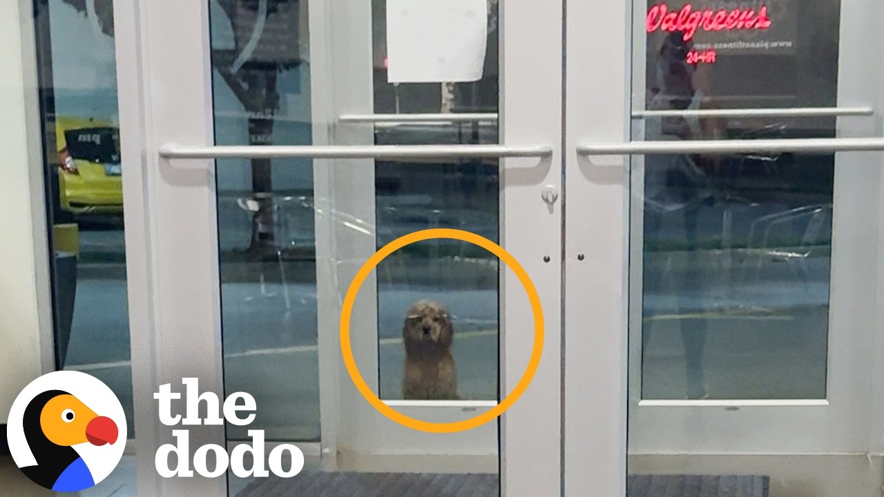 Женщина, покидающая Planet Fitness, обнаруживает, что на неё смотрит собака | The Dodo
