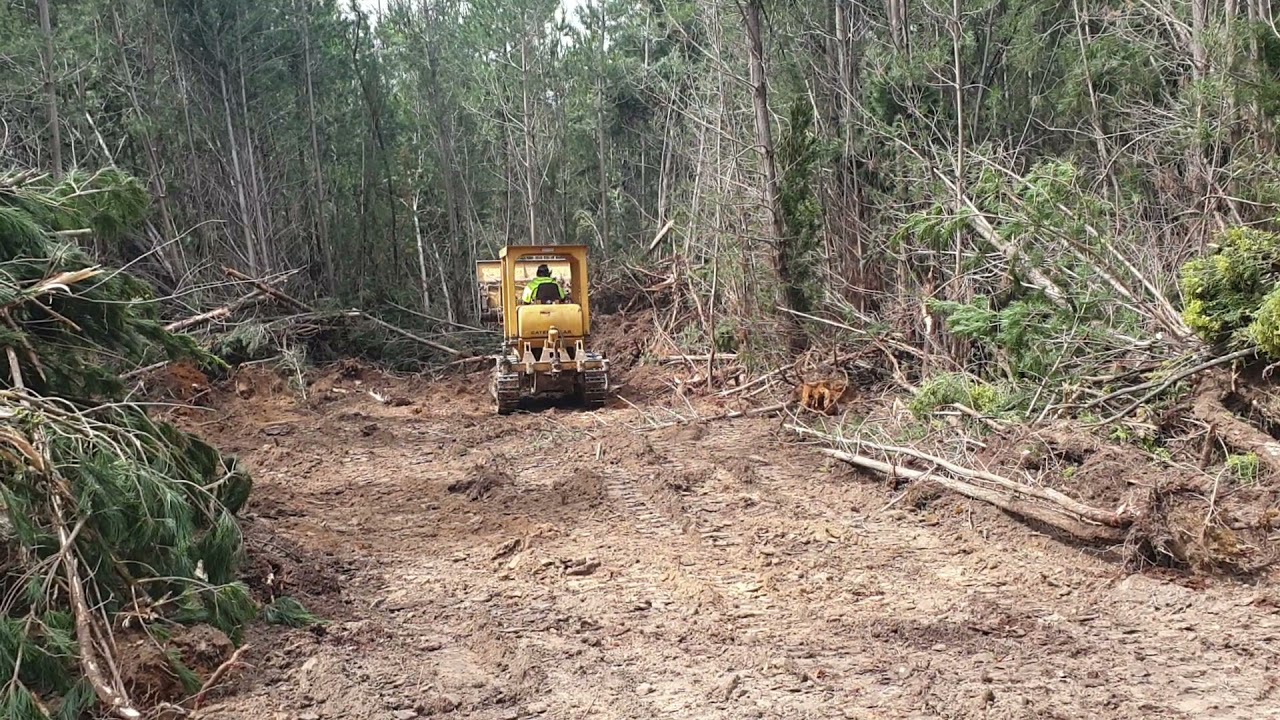 Caterpillar 951 pushing pine trees