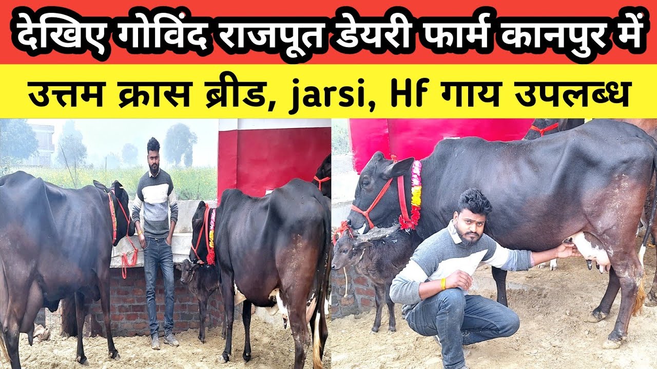 देखिए कानपुर में क्रास ब्रीड, जर्सी, एचफ (Hf) 40 से 65 हजार में उपलब्ध | govind rajpoot dairy farm