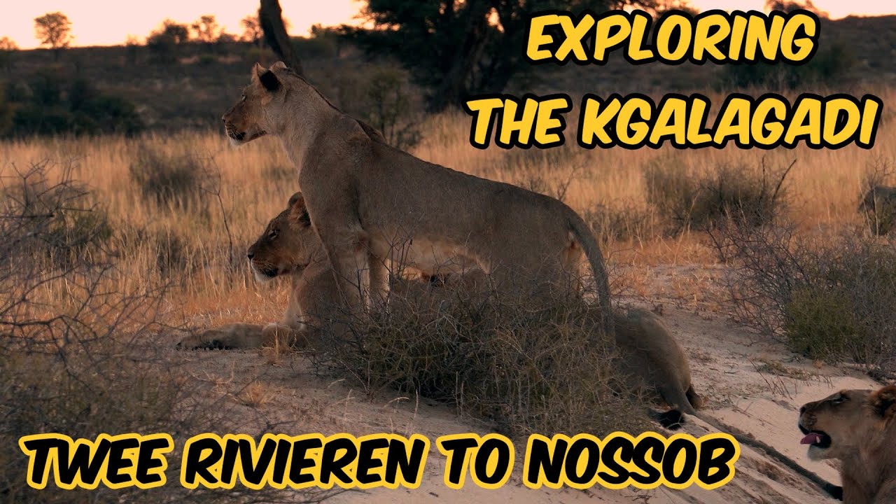 KGALAGADI - Twee Rivieren to Nossob. Why do people come here? Part 1/2