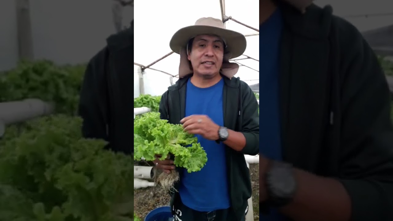 el pulgón en hidroponia