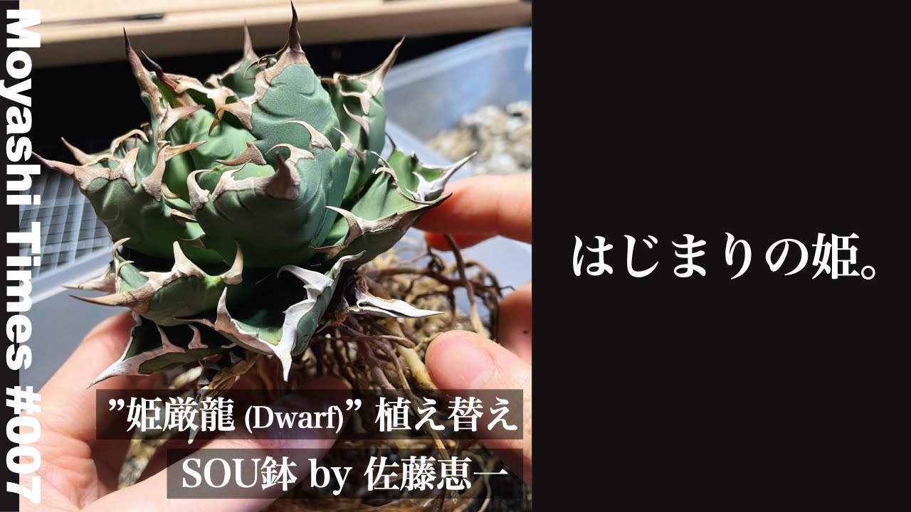 #07【購入品レポ & 植え替え！】アガベ チタノタ 姫厳龍 ＠GREEN LIFE SHOP 横浜