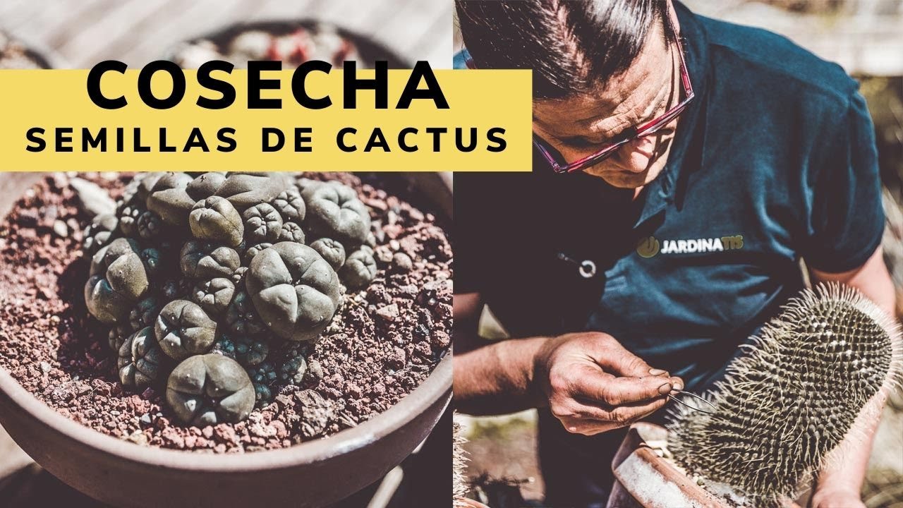 Cosecha de semillas de cactus (paso a paso) - Bricomanía - Jardinatis