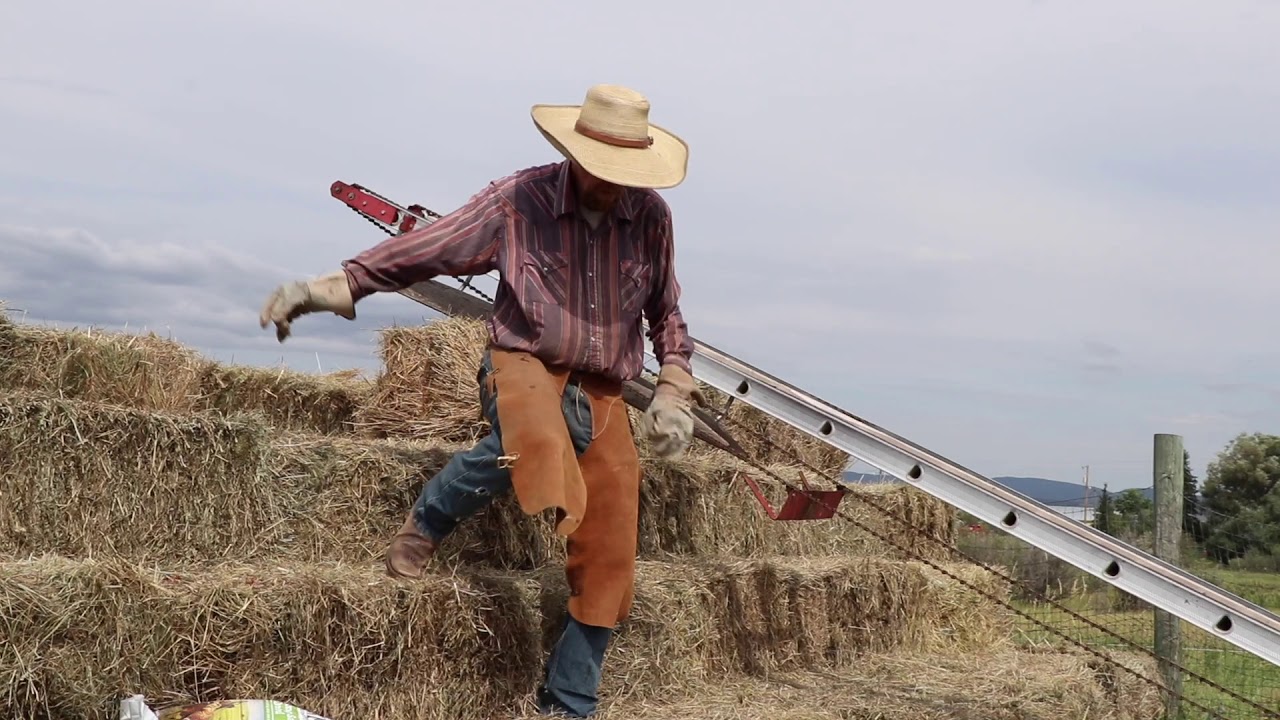 SALTING HAY AND STACKING WITH ELEVATOR