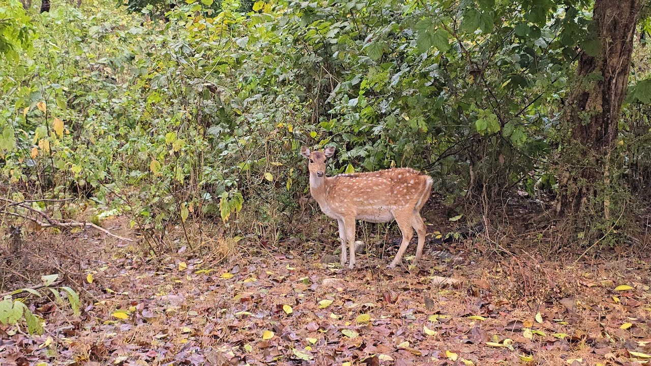 Unexplored Raja Ji National Park | Forest Safari | Wildlife | Haridwar to Rishikesh | Chilla Range