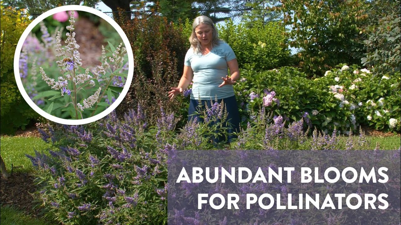 An Easy to Maintain Pollinator Magnet! | Rock Steady&trade;