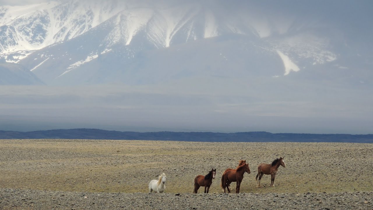 Звуки Алтая / Sounds of Altai