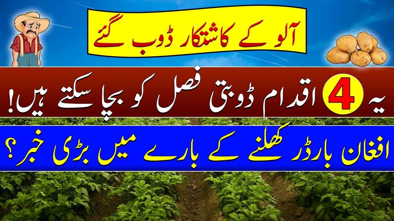 Potato price issue in Pakistan| when Afghanistan border will be opened| کیا چائنہ بارڈر کھلے گا؟