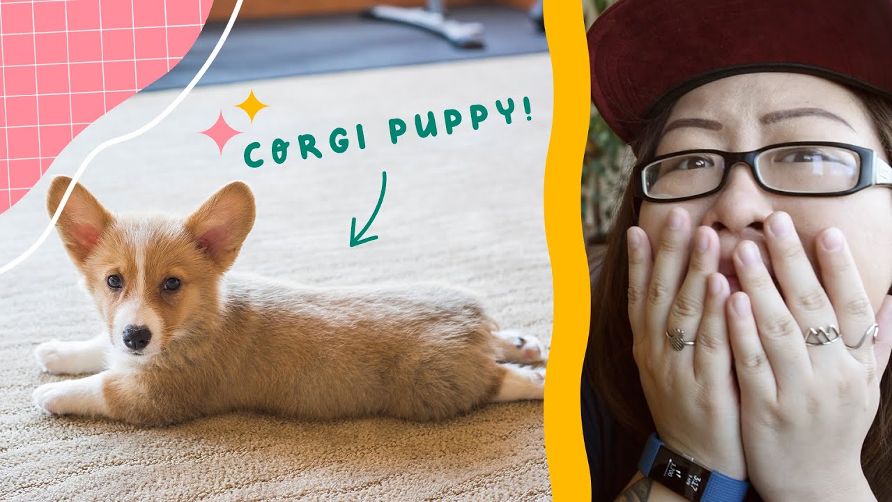 Reacting To My Dog As A Puppy! - CORGI EDITION
