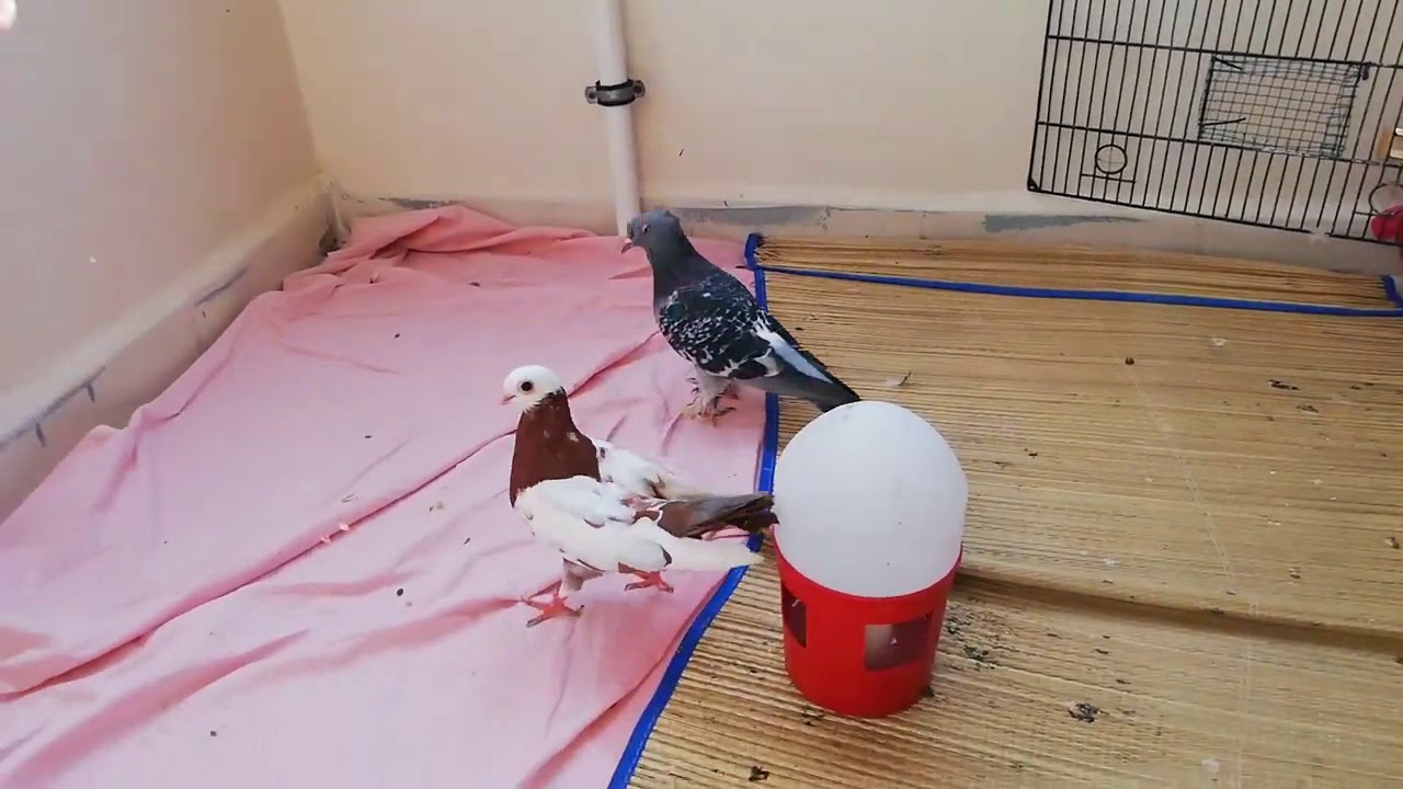 PAZARDAN ALDIĞIMIZ YENİ GÜVERCİNLER