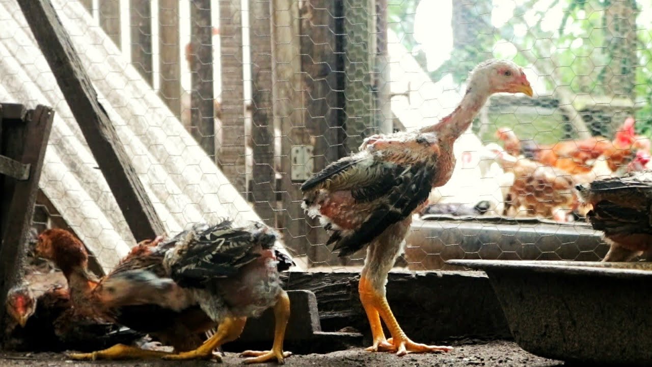 Frangos Índio Gigante