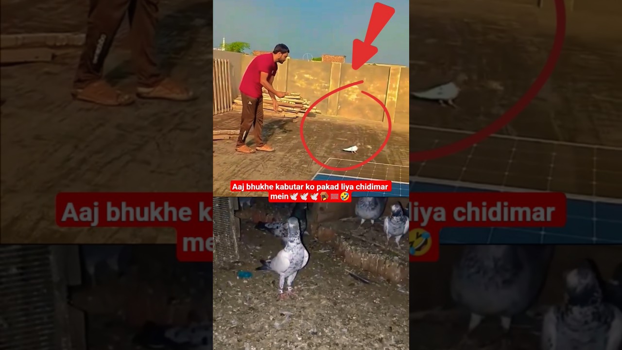 Aaj kabutar ko chidimar Dana khilakar pakad liya🕊🕊🕊🪤🥅#pets #pigeon#kabootar#kabutar#kabootar#