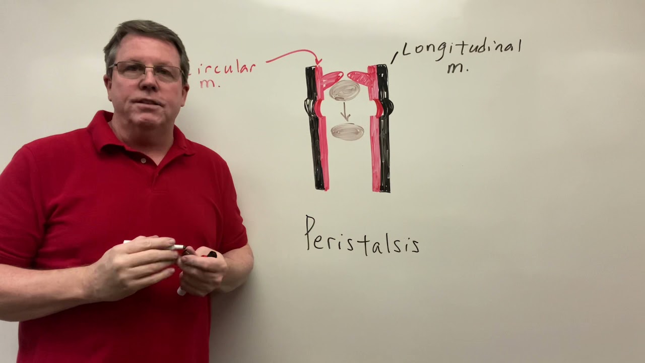 Peristalsis