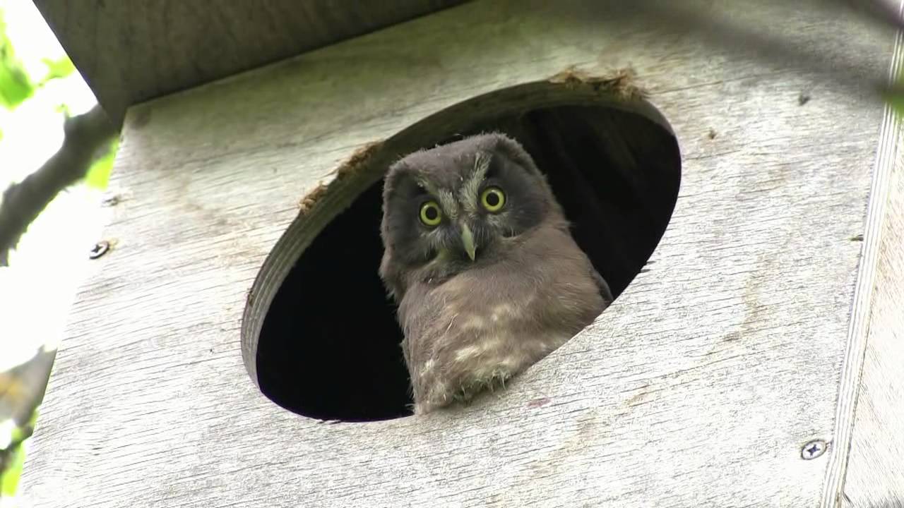Helmipöllö