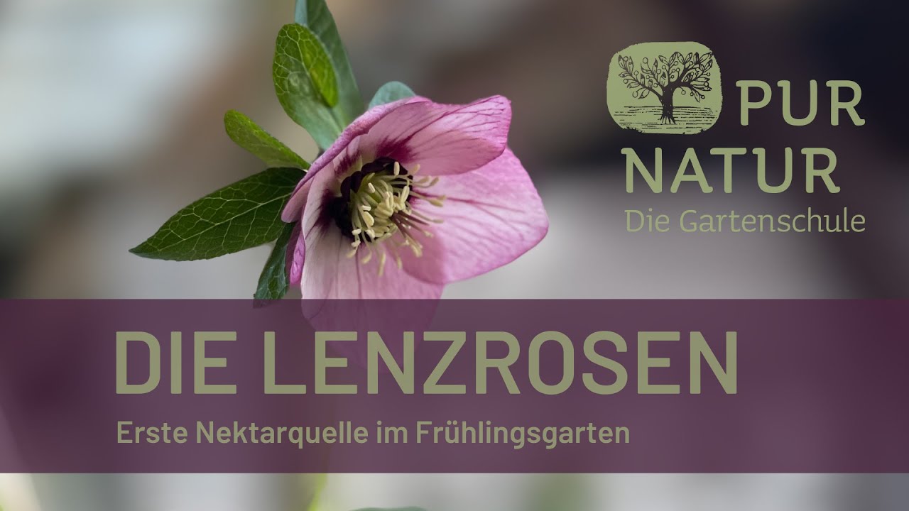 Lenzrosen: Erste Insektenmagneten für den Frühlinsgarten!