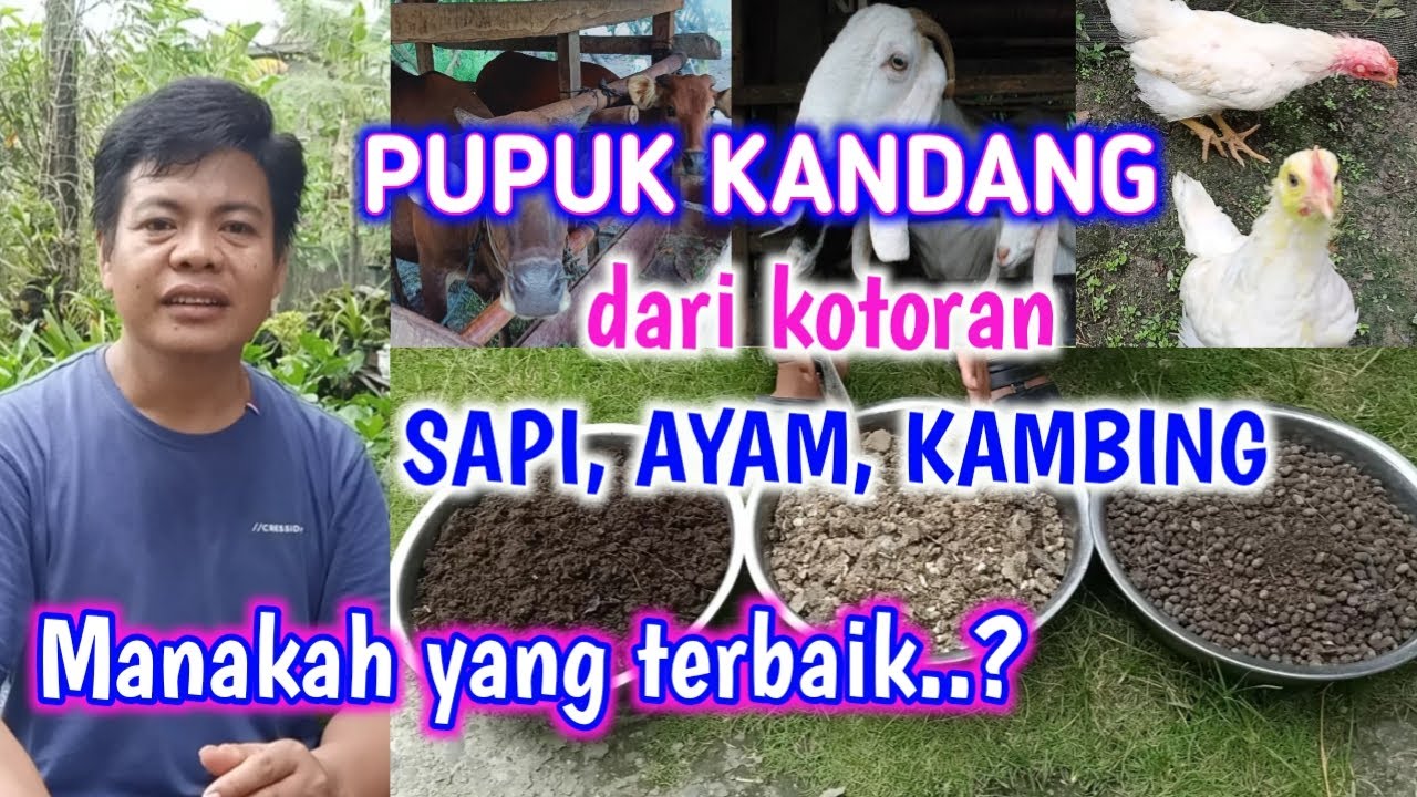Pupuk Kandang Dari Kotoran Sapi, Ayam Dan Kambing || Manakah Yang Terbaik?